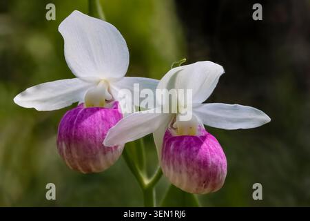 Showy Lady's Slipper, Cypripedium reginae, une beauté rare qui fleurit dans le sud du Michigan, USA Banque D'Images