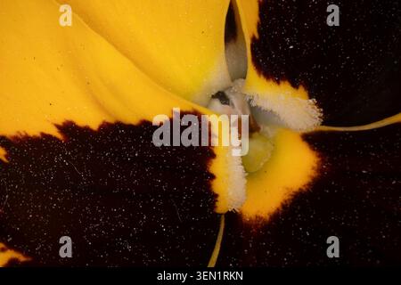 la pensée au printemps sous le microscope Banque D'Images