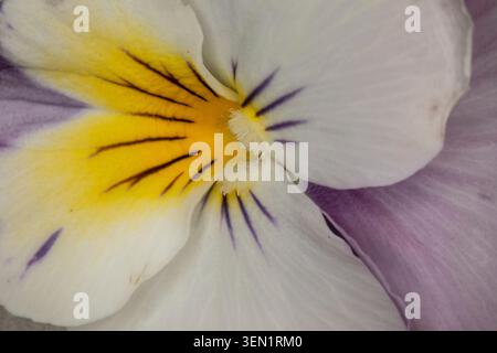 la pensée au printemps sous le microscope Banque D'Images