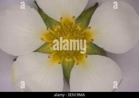 La floraison de framboises au microscope Banque D'Images