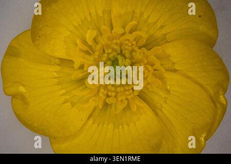 buttercup de prairie au printemps sous le microscope Banque D'Images
