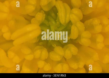 buttercup de prairie au printemps sous le microscope Banque D'Images