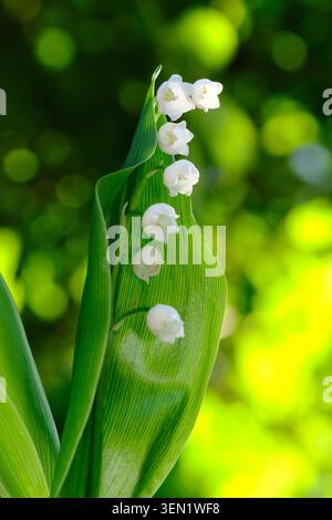 Lis européen de la vallée Convallaria majalis Banque D'Images