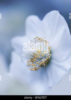 Rose blanche de Noël ou rose des neiges dans le jardin fleuri Banque D'Images