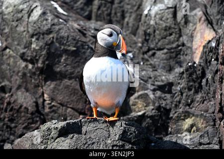 Puffin, Fratercula arctica, perché sur les rochers Îles Farne, Northumberland Royaume-Uni mai Banque D'Images