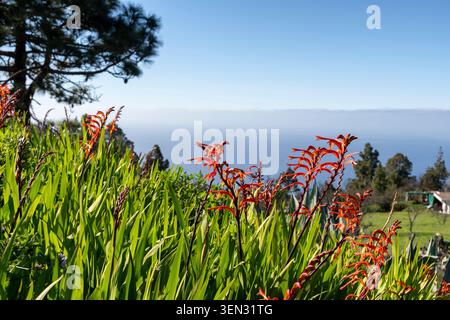 La Palma, paysage près de Puntagorda, Chasmanthe floribunda, 'drapeau africain', fleurs Banque D'Images