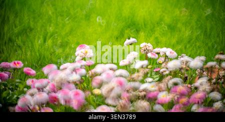 Prairie de fleurs, marguerites roses et blanches Banque D'Images
