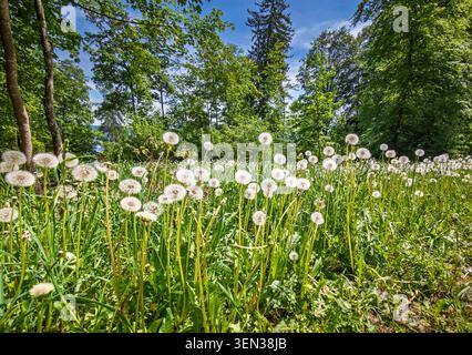 Pissenlit en fleurs, pissenlits dans le parc de Höhenried, haute-Bavière, Bavière, Allemagne Banque D'Images