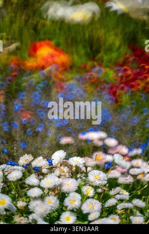Prairie de fleurs avec marguerites (Bellis), fleurs floues en arrière-plan Banque D'Images