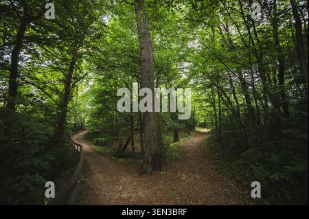 Les sentiers et les vues sur le Mönchsberg dans la ville Mozart de Salzbourg mènent au printemps à travers des forêts verdoyantes et denses. Banque D'Images