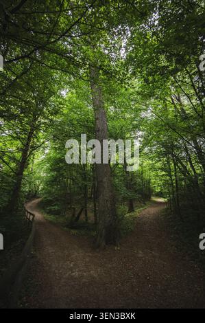 Les sentiers et les vues sur le Mönchsberg dans la ville Mozart de Salzbourg mènent au printemps à travers des forêts verdoyantes et denses. Banque D'Images