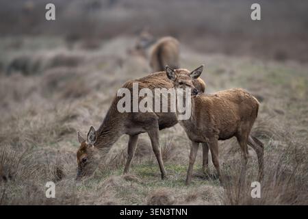Cerf roux (Cervus elaphus) pâturant à côté de son veau dans les prairies sèches d'hiver, Danemark, mars 2026 Banque D'Images