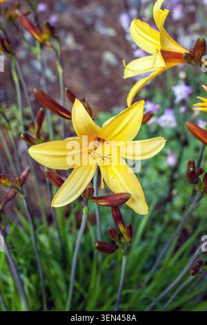 Gros plan du daylily jaune avec des fleurs et des bourgeons. hemerocallis lilioasphodelus Banque D'Images