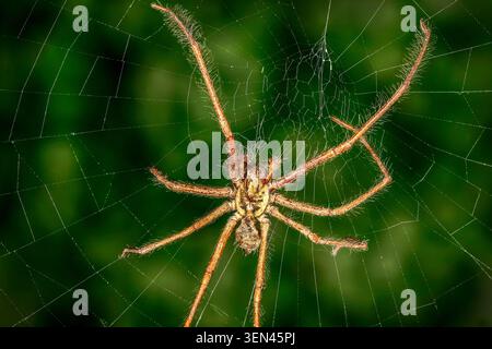 Araignée orbe tisserand posée dans sa toile, longues jambes tendues sur un fond vert doux, créant une pose étonnamment menaçante. Banque D'Images
