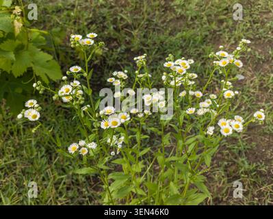 Fleurs annuelles fleabane Marguerite fleurissant sur un fond vert herbeux dans un jardin d'arrière-cour. Banque D'Images
