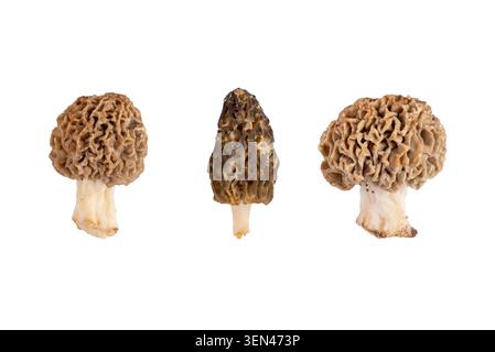 Champignons morilles sauvages frais isolés sur un fond clair, avec une structure en nid d'abeilles distinctive et un aspect naturel, idéal pour culinaire, botan Banque D'Images