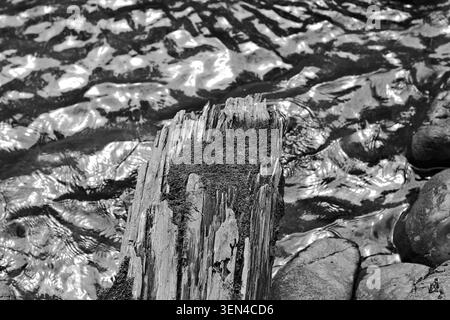 Gros plan noir et blanc d'une souche altérée à côté de l'eau ondulée à Robe Canyon, Washington, montrant la texture, le contraste et les détails naturels. Banque D'Images