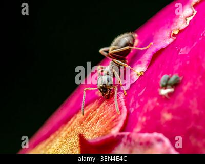 Photo macro de pucerons de fourmis sur des pétales de pivoine rose montrant la mutualité des insectes et l'interaction avec les ravageurs des jardins Banque D'Images