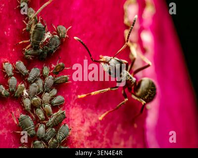 Photo macro de pucerons de fourmis sur des pétales de pivoine rose montrant la mutualité des insectes et l'interaction avec les ravageurs des jardins Banque D'Images