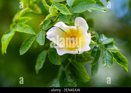 Fleur sauvage rosier "Rosa canina" en fleurs pendant le printemps et l'été. Fleur blanche à cinq pétales et étamines dorées, commune dans les haies. Dublin, Irlande Banque D'Images