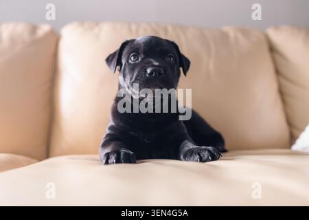 Chiot noir repose sur un canapé beige à l'intérieur d'une maison. Le chiot regarde la caméra avec des yeux brillants. Ses oreilles se tiennent droites comme il semble curieux. Th Banque D'Images