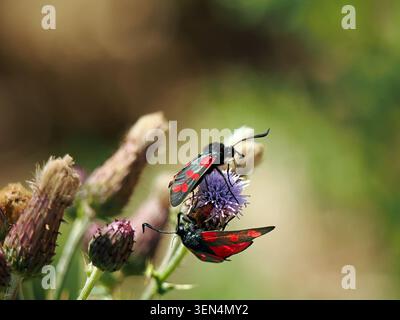 Deux papillons de nuit burnet à six taches (Zygaena filipendulae) un papillon toxique volant de jour sur l'île de Wight, en Angleterre, au Royaume-Uni Banque D'Images