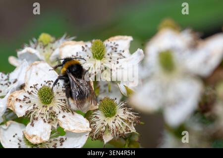 Bourdon à queue polie (Bombus terrestris) recueillant le nectar des fleurs de mûre dans un jardin, photographié à l'aide d'un Nikon D7500 et Banque D'Images