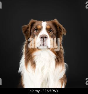 Puppy d'un berger australien brun Banque D'Images