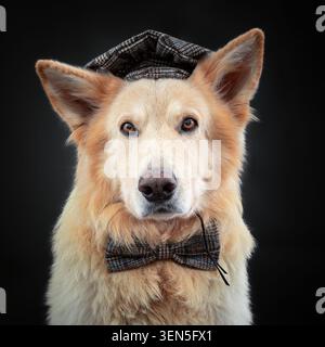 Berger allemand blanc. Aspect portrait Banque D'Images