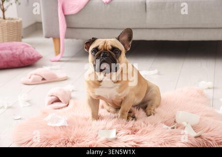 Chiot bouledogue français espiègle assis sur un tapis rose au milieu du désordre et des objets cassés Banque D'Images