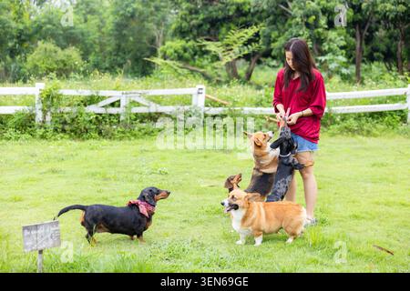 Chien femme parc herbe corgi datchund clôture de laisse animal de compagnie femme en plein air dans la chemise rouge marchant et jouant avec trois chiens sur la pelouse verte près de la clôture blanche, cal Banque D'Images