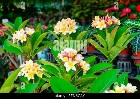 Les plantes Plumeria présentent des grappes de fleurs jaunes et roses crémeuses entourées de feuilles vertes luxuriantes dans une pépinière de jardin animée pendant la journée. Banque D'Images