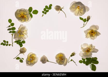 Beau cadre fleuri. délicates têtes blanches de roses sur un fond translucide blanc. Le concept de vacances des femmes, Saint-Valentin, mariage. Banque D'Images