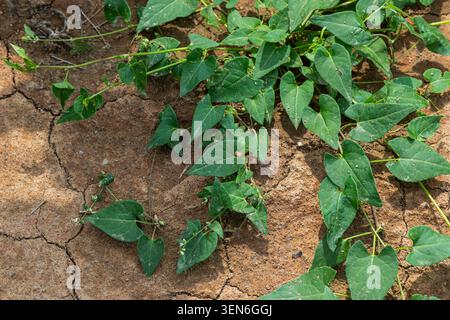 Black Bindweed affiche un feuillage vert luxuriant poussant sur un sol sec fissuré sous la lumière du soleil lors d'une chaude journée d'automne mettant en valeur sa capacité d'adaptation en V. Banque D'Images