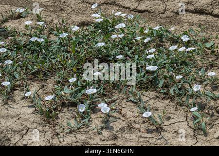 Field Bindweed affiche ses fleurs blanches à travers le sol fissuré dans une zone ensoleillée montrant la résilience dans un environnement sec pendant la saison chaude. Banque D'Images