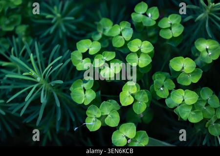 Vue de dessus des plantes luxuriantes d'Euphorbia verte fleurissant dans un jardin d'été ombragé, motif naturel de feuilles vibrantes Banque D'Images