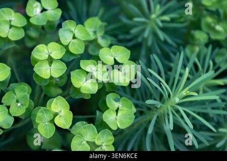 Vue de dessus des plantes luxuriantes d'Euphorbia verte fleurissant dans un jardin d'été ombragé, motif naturel de feuilles vibrantes Banque D'Images