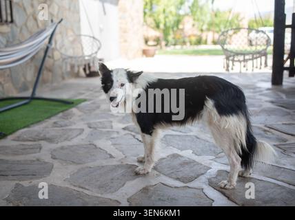 Un chien noir et blanc se tient sur un patio en pierre devant une maison rustique avec un hamac et une cour en arrière-plan. Banque D'Images
