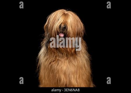 Chien Briard assis en vue frontale avec un long manteau shaggy et la langue sur fond noir, portrait de studio Banque D'Images