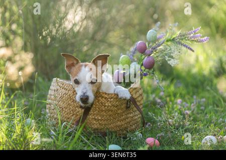 Portrait en gros plan de Jack Russell Terrier dans un panier en osier décoré d'œufs de Pâques colorés et de verdure printanière Banque D'Images