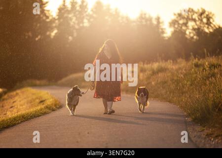 Femme marchant avec le berger australien et Border Collie sur Country Road à Golden Sunset Banque D'Images
