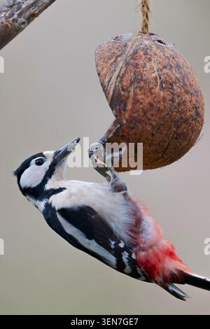 Buntspecht Weibchen, Dendrocopos major pic épeiche femelle, Banque D'Images