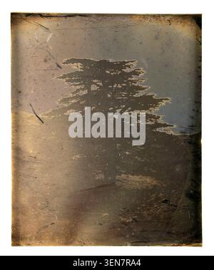 La photographie montre des cèdres au Liban, prise en 1842 par Girault de Prangey, documentant les représentations des arbres et des plantes au début de la période photographique. Banque D'Images
