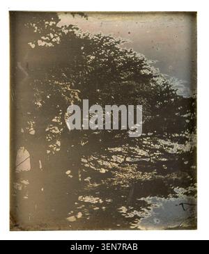 La photographie montre des cèdres au Liban, prise en 1842 par Girault de Prangey, documentant les représentations des arbres et des plantes au début de la période photographique. Banque D'Images
