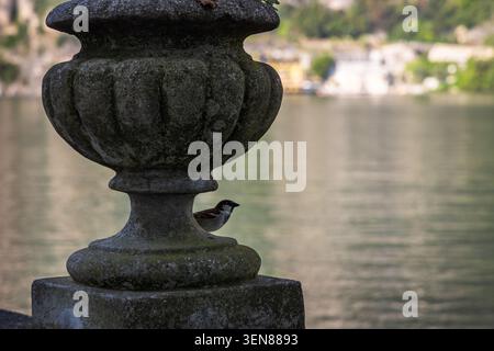 Petit moineau reposant à côté d'une urne en pierre altérée surplombant les eaux calmes du lac de Garde, en Italie Banque D'Images
