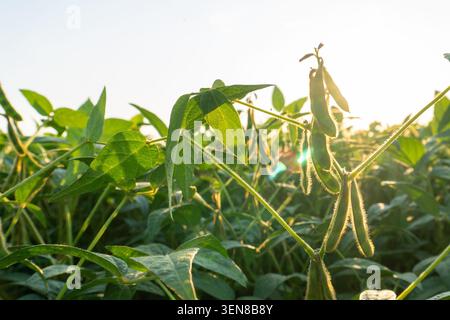 On voit des plantes pousser dans un champ alors que le soleil se couche, capturant des feuilles et des gousses vert vif. La scène met en valeur le paysage agricole de l'ARE Banque D'Images