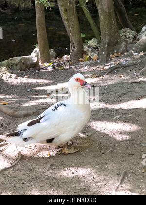 Canard blanc de Barbarie avec des caroncles faciaux rouges distinctifs et des marques noires d'aile, debout sur un chemin de terre près d'un ruisseau forestier. Banque D'Images