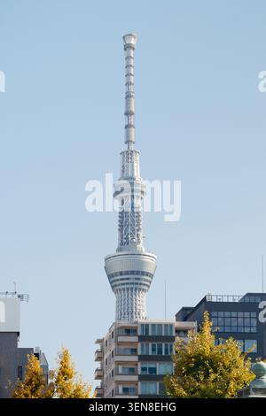 Vue architecturale en angle bas de la tour moderne Tokyo Skytree s'élevant derrière des arbres d'automne jaunes, Tokyo, Japon Banque D'Images
