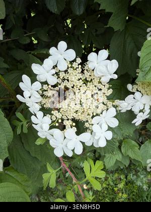 Abeille sur un rosier de Guelder, (Viburnum opulus) pays de Galles, juin. Banque D'Images