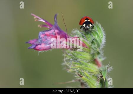 gros plan de sept coccinelles tachetées Banque D'Images